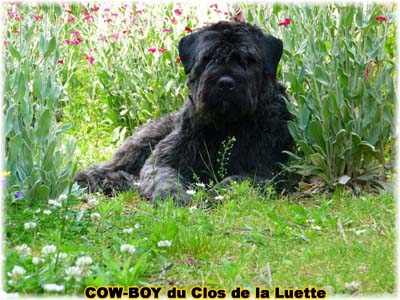 le bouvier des flandres et le cheval - Elevage du CLOS DE LA LUETTE - COPYRIGHT DEPOSE